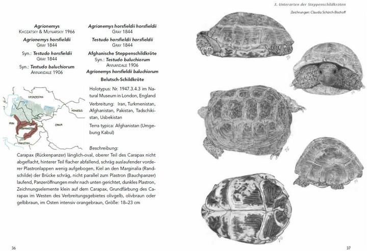 Produktbild Die Haltung der Steppenschildkröten Agrionemys horsfieldii (Deutsch, Ude Fass, 2013)