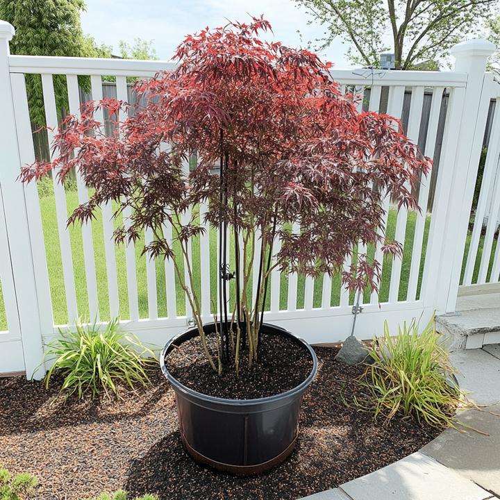 Produktbild Plant in a Box Acer palmatum 'Inaba-shidare' - 2er Set Japanischer Ahorn (30 cm)