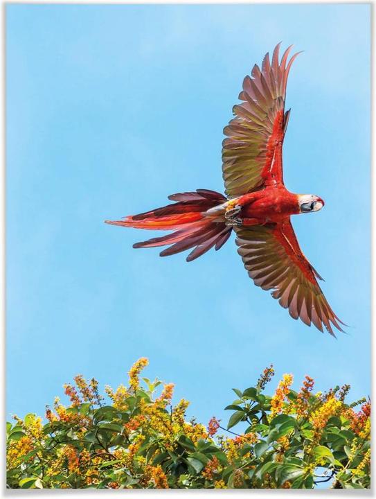 Produktbild Trenddeko Colombo – Papagei im Flug (50 x 60 cm)