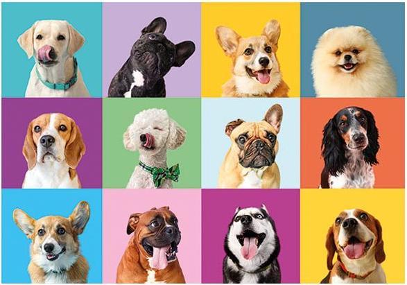 Immagine prodotto Clementoni Puzzle Hunde Teilen (300 pezzi)