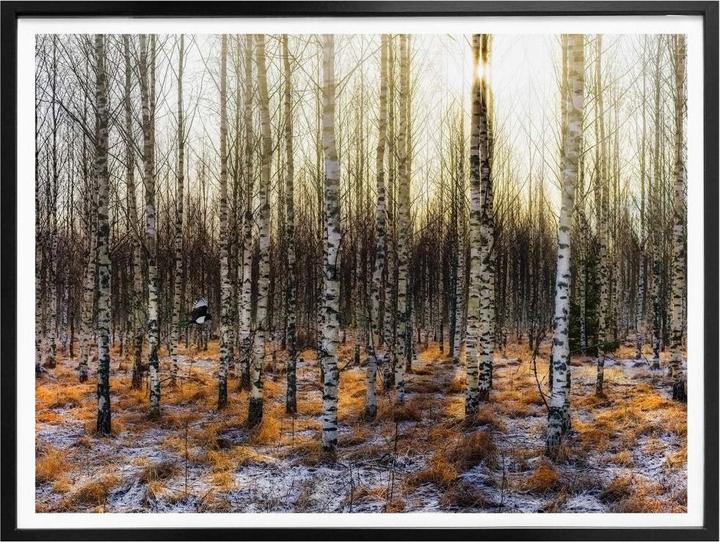 Immagine prodotto Trenddeko Il sole nella foresta di betulle (30 x 24 cm)