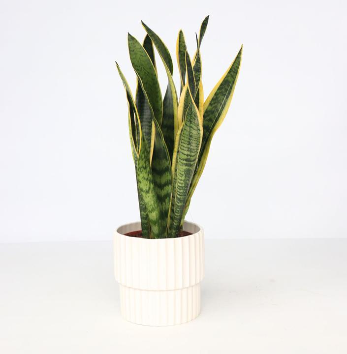 Immagine prodotto Plant in a Box Sansevieria trifasciata Laurentii - canapa a fiocco (40 cm)