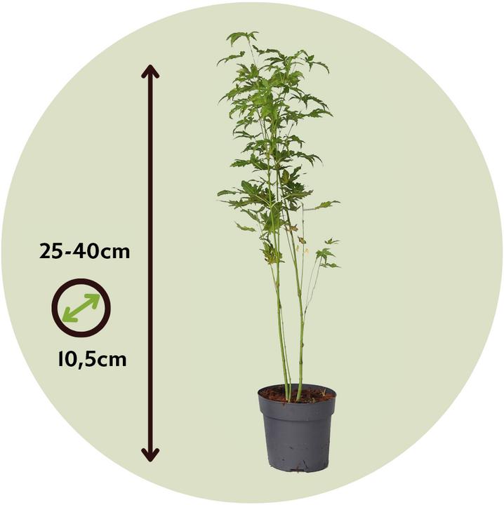 Produktbild Plant in a Box Acer palmatum 'Going Green' - Japanischer Ahorn (25 cm)