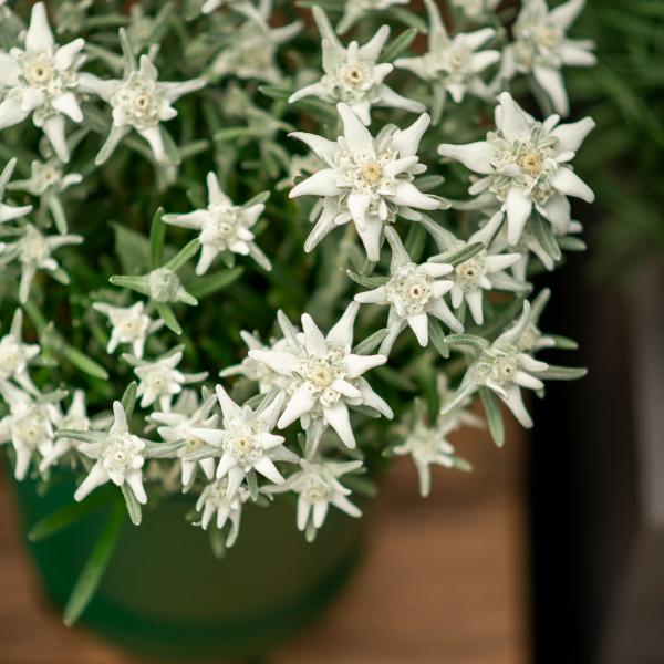 Produktbild Säntispracht Das urwüchsige Edelweiss - Leontopodium alpinum (25 cm)
