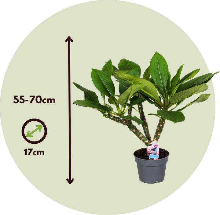 Image du produit Plant in a Box Plumeria Frangipani Pearl - Plante hawaïenne (70 cm)