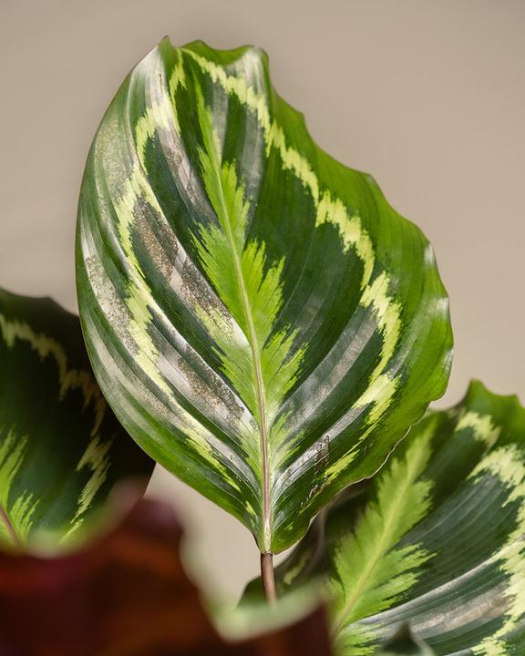 Produktbild feey Grosse Calathea Roseopicta (65 cm, Frisch umgetopft, Tierfreundlich)