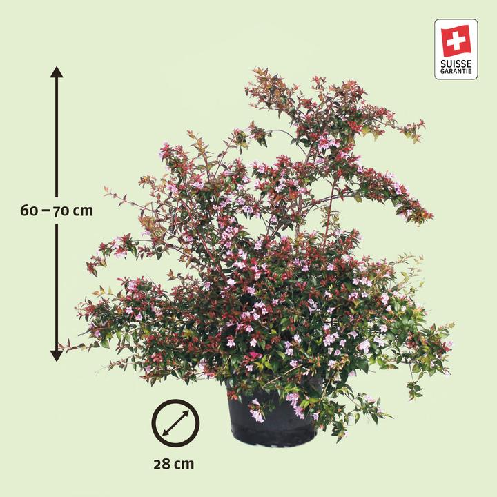 Produktbild Zulauf Abelie / Abelia 'Edward Goucher' (70 cm)