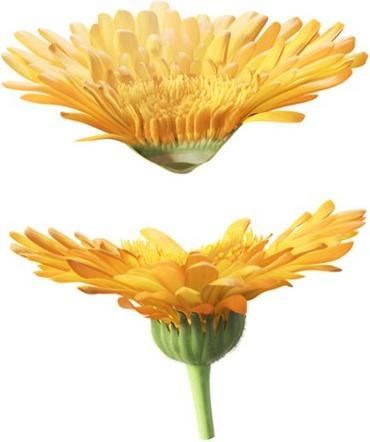 Produktbild Weleda Baby Calendula
