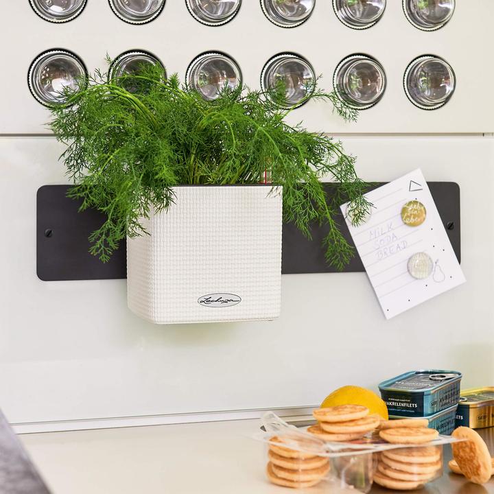 Produktbild Lechuza Green Wall Home Kit (15 cm)