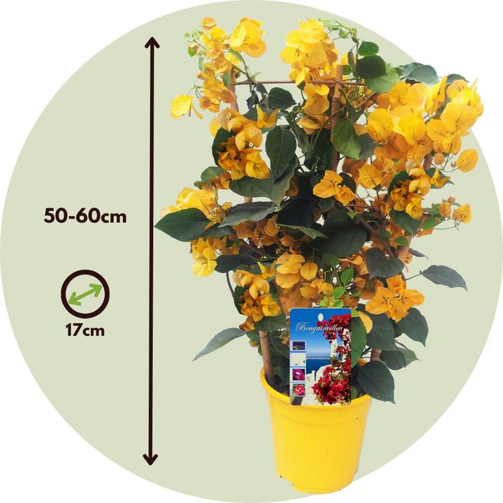 Produktbild Plant in a Box Bougainvillea 'Dania' - (50 cm)