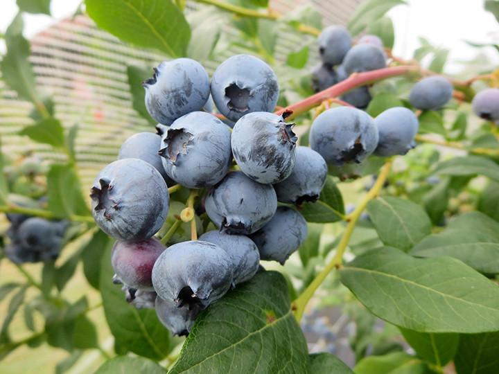 Häberli Heidelbeeren Patriot (80 cm)