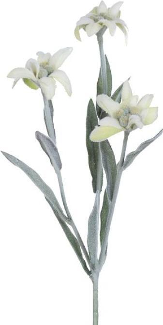 Produktbild Gasper Edelweiss