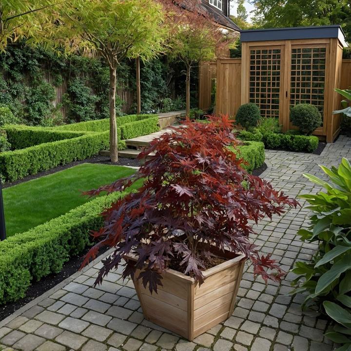 Produktbild Plant in a Box Acer Palmatum 'Black Lace' - 2er Set Ahornbäume (60 cm)