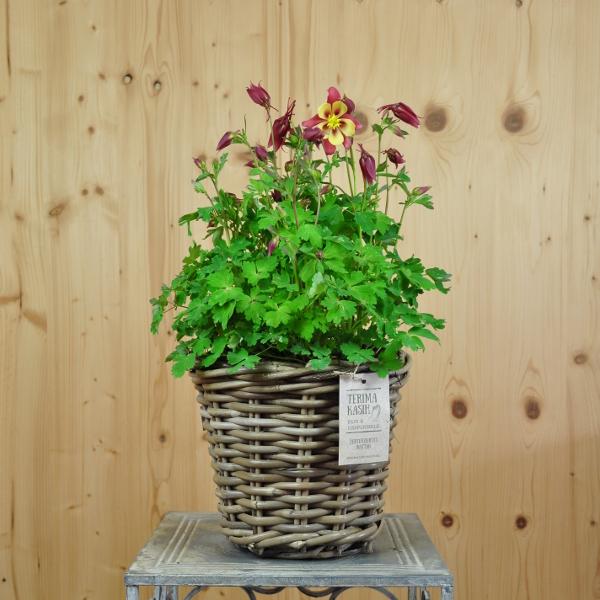Produktbild Säntispracht Gemeine Akelei im Korb, die alljährliche Frühlingsfreude - Aquilegia vulgaris Salmon Rose