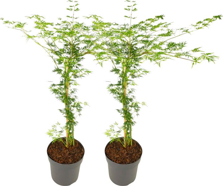 Image du produit Plant in a Box Acer palmatum 'Emerald Lace' - Set de 2 érables (60 cm)