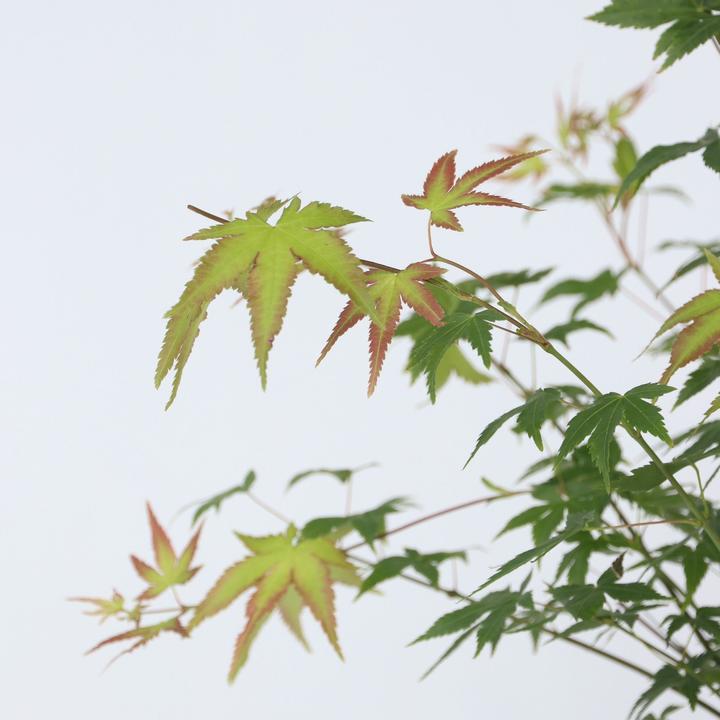 Actual product image Plant in a Box Acer palmatum 'Little Princess' - Japanese maple (45 cm)