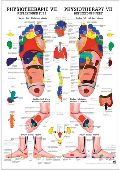 Immagine prodotto Rüdiger Tavola didattica anatomica Riflessologia plantare (50 x 70 cm)