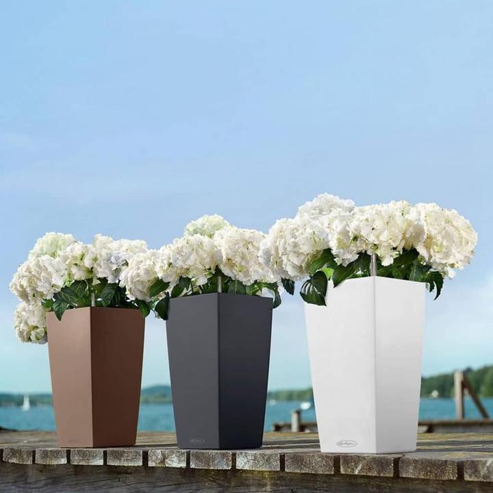 Immagine prodotto Lechuza Colore Cubico (22 cm)