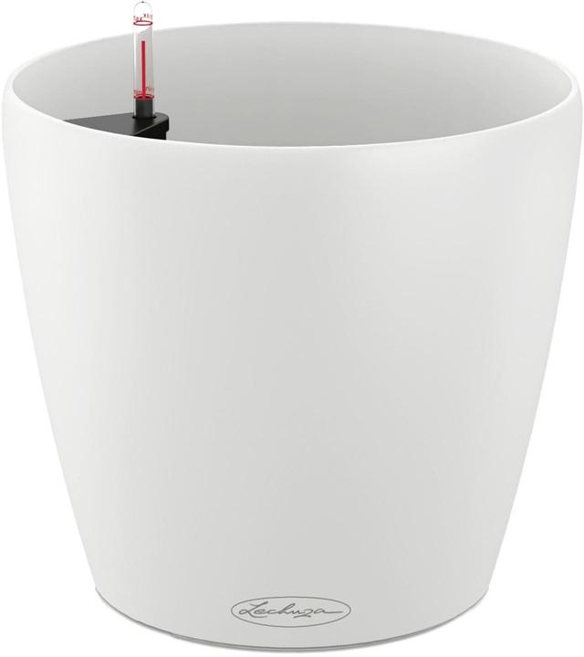 Lechuza CLASSICO Color 18 (19 cm)
