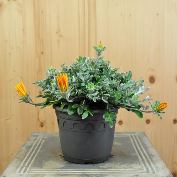 Actual product image Säntispracht Set of 3, Midday Gold - Gazania Cultivars Sun Stopper Orange (25 cm)