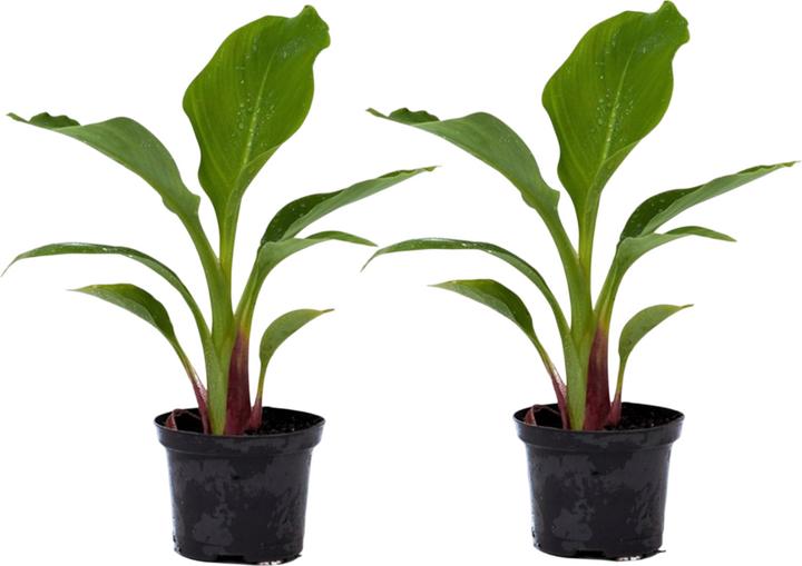 Produktbild Plant in a Box Musella lasiocarpa - (25 cm)