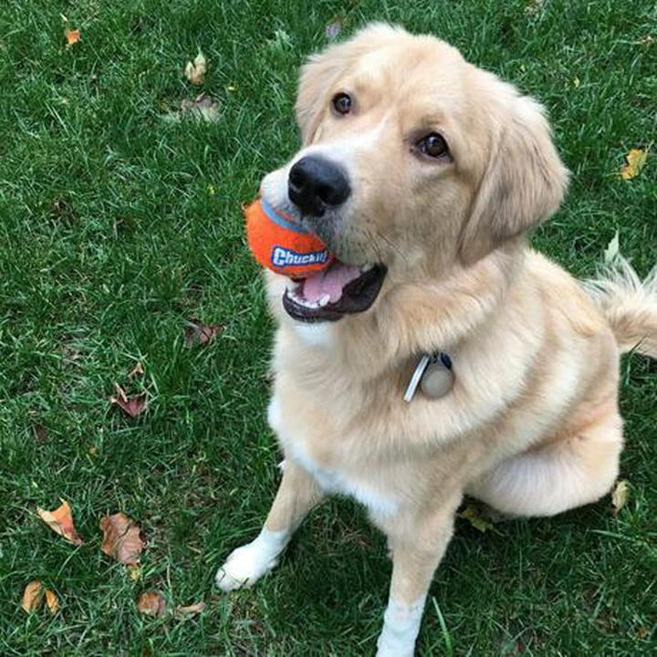 Image du produit Chuckit! CHUCKIT TENNIS BALL Balle de tennis 5 cm de diamètre Taille S 2 pièce(s) Orange (Jouet à balle chien)