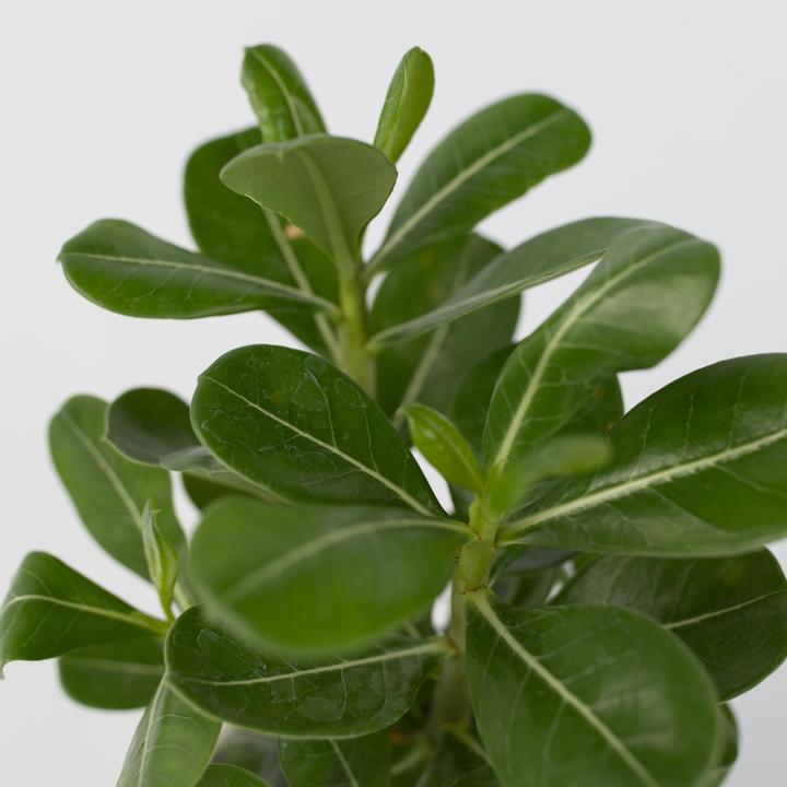 Image du produit Plant in a Box Adenium Obesum - Rose du désert (25 cm)
