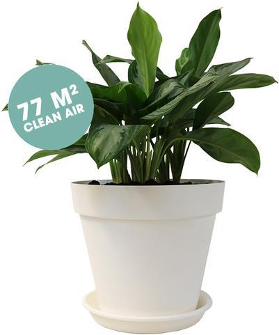 Produktbild Ogreen Aglaonema Silver Bay Tuff (60 cm)