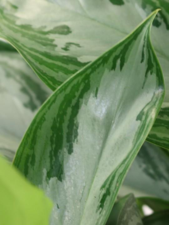 Produktbild Ogreen Aglaonema Silver Bay Tuff (60 cm)
