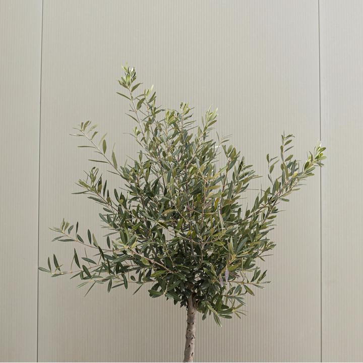Produktbild Plant in a Box Olea Europaea - 2er Set Olivenbaum (90 cm)
