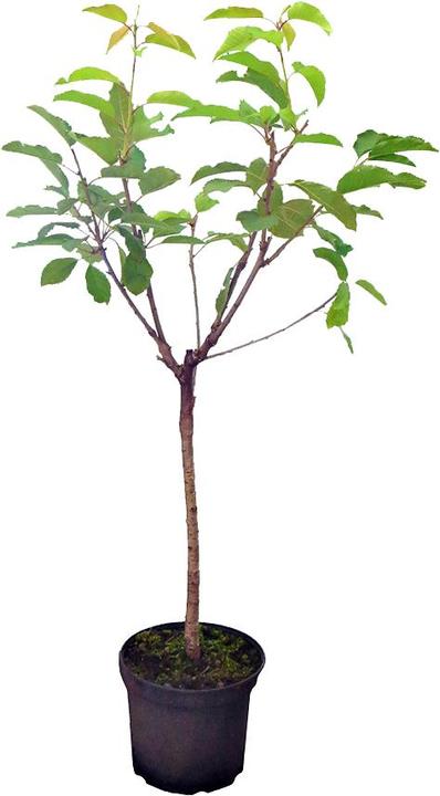 Produktbild Häberli Mini-Kirsche STELLA COMPACT (120 cm)