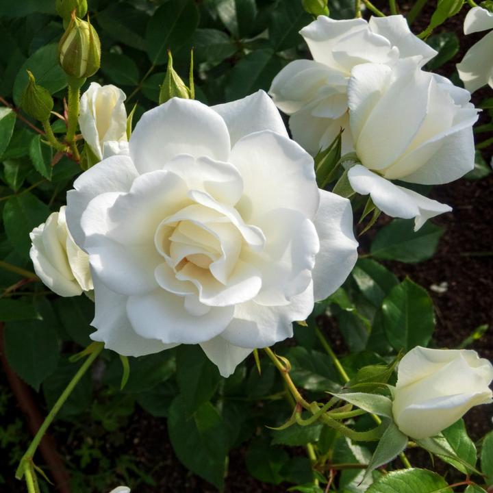 Immagine prodotto Plant in a Box Rosa Palace 'Kailani' - set di 2 rose a stelo (80 cm)