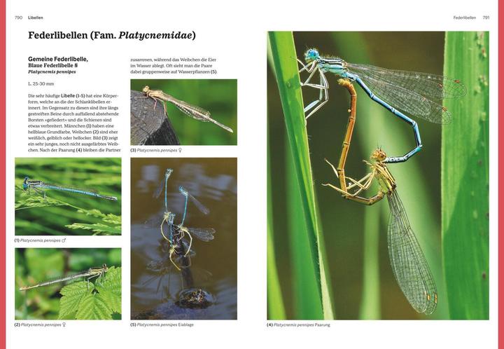Produktbild Das grosse Handbuch Insekten (Deutsch, Ewald Gerhardt, 2021)