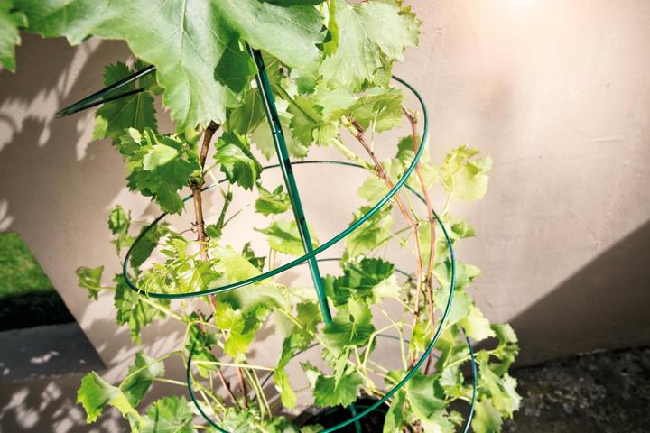 Immagine prodotto Windhager Spirale di rango in metallo (54 cm, 55 cm)