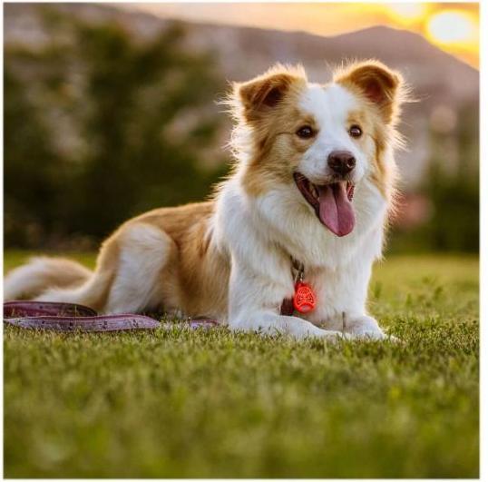 Image du produit Tickless Animaux sans poil (Chien, Chat)