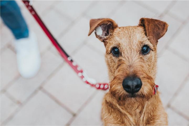 Produktbild Hunter Verstellbare Führleine Swiss Echtleder (13, Hund, Allgemein)
