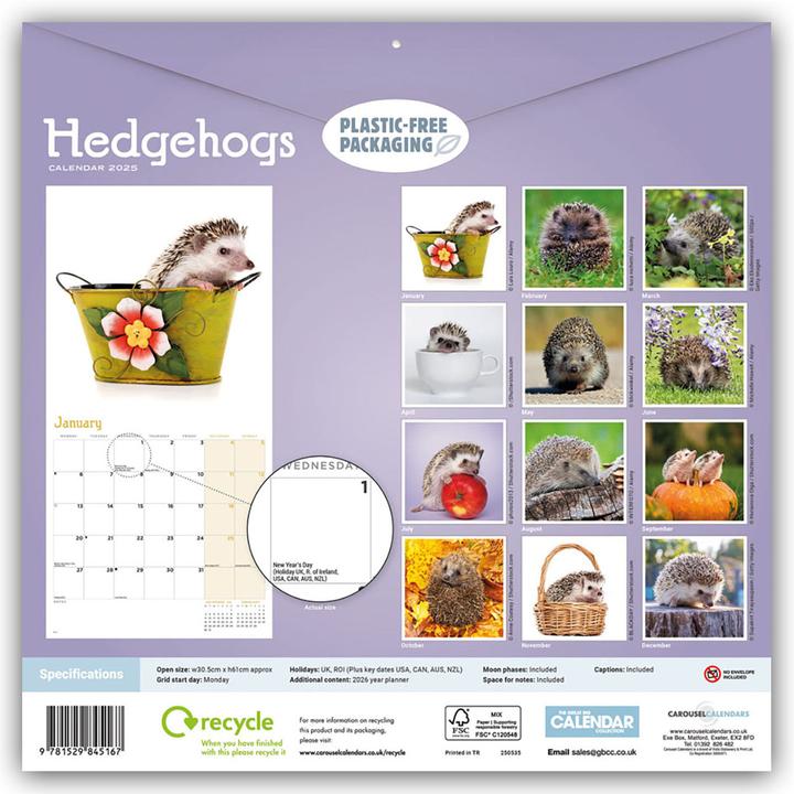 Actual product image Hedgehogs - Hedgehog 2024 (30.5 x 30.5 cm, English, German)