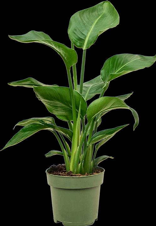 Produktbild Mahaloplants Strelitzia nicolai (65 cm)