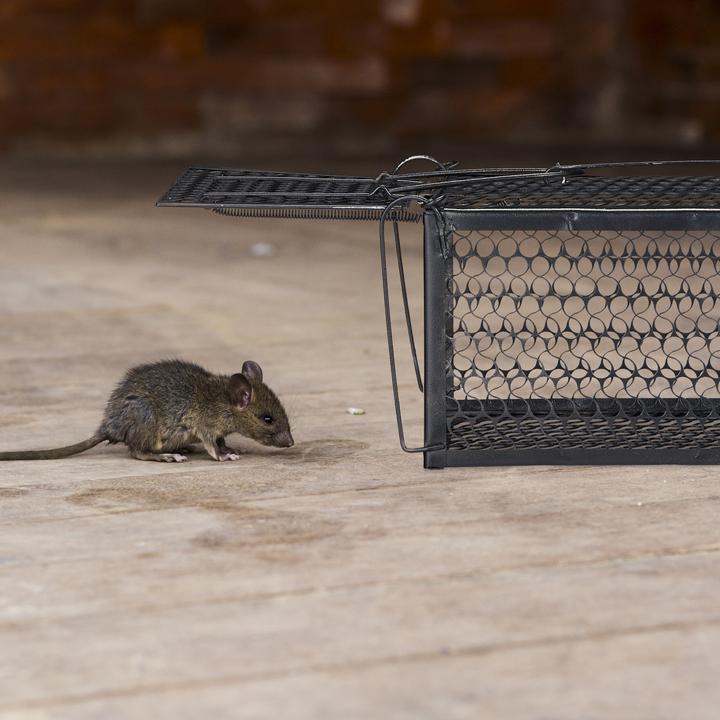 Image du produit Relaxdays piège souris