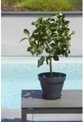 Actual product image Poétic Po'tic planter ROMEO, round, diameter: 350 mm, taupe