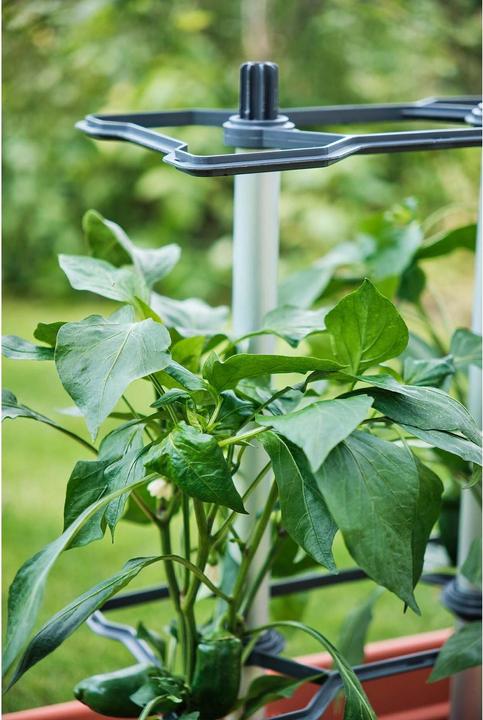 Actual product image Gusta Garden CHILI BUDDY climbing support for chillies & peppers silver (32 cm, 22 cm)