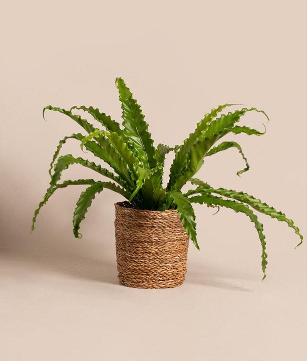Produktbild feey Gewellter Nestfarn (45 cm, Frisch umgetopft, Tierfreundlich)