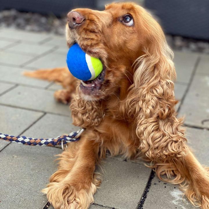 Actual product image Intirilife Dog Ball Slinger Ball Throwing Stick (Ball toy dog)
