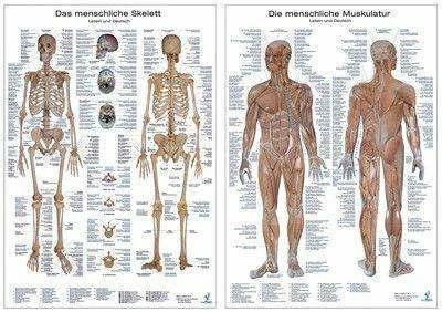 Actual product image Anatomie Poster Doppelpack (German, 2007)