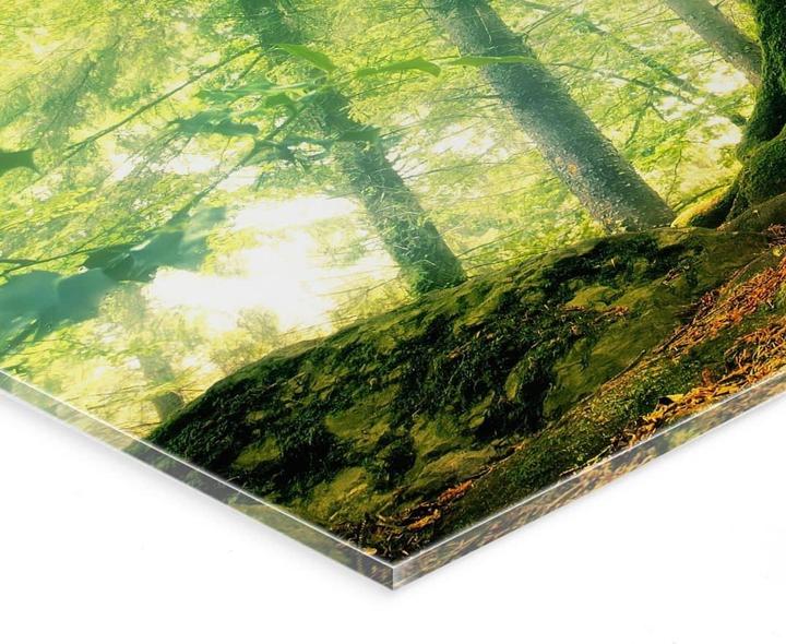 Image du produit Trenddeko Kiciak - Forêt de contes de fées (60 x 40 cm)