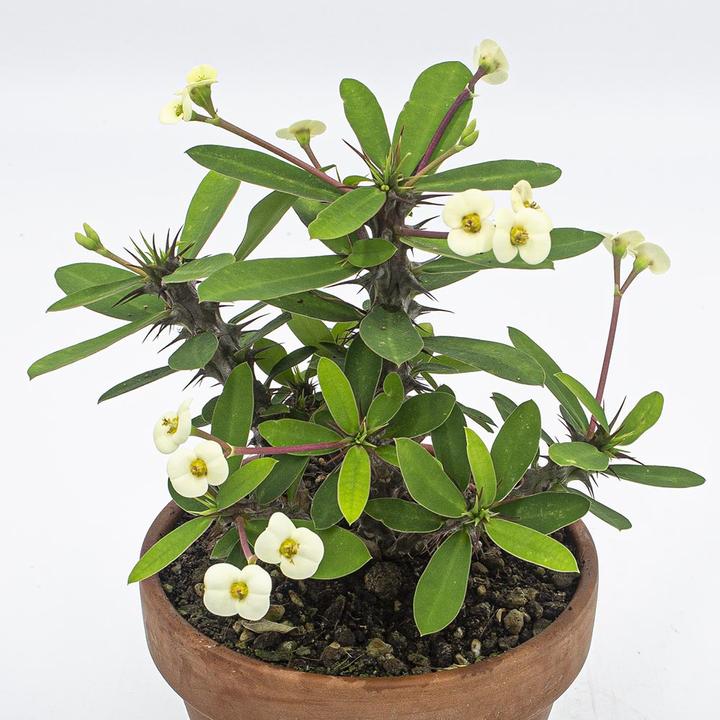 Actual product image Kakteen Gautschi Euphorbia milii Set (25 cm)