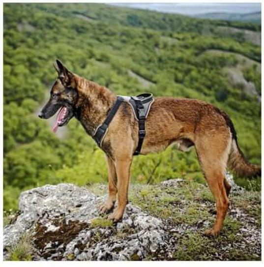 Produktbild Julius-K9 IDC Longwalk harness - S (S, Hund, Allgemein)
