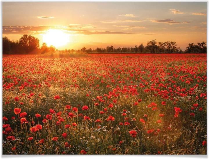 Actual product image Trenddeko Poppy field in sunset (30 x 40 cm)
