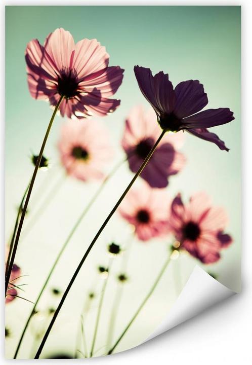 Image du produit Trenddeko Les cosmos roses (40 x 60 cm)