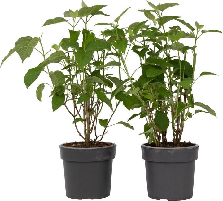 Produktbild Plant in a Box Hydrangea Strong Annabelle - 2er Set Hortensien (30 cm)